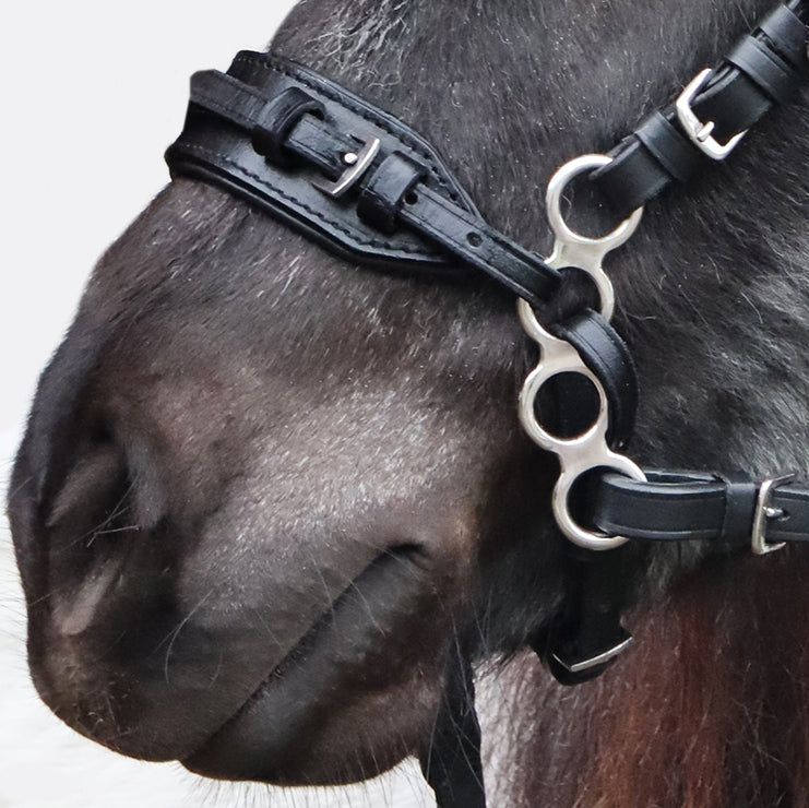 Hackamore black