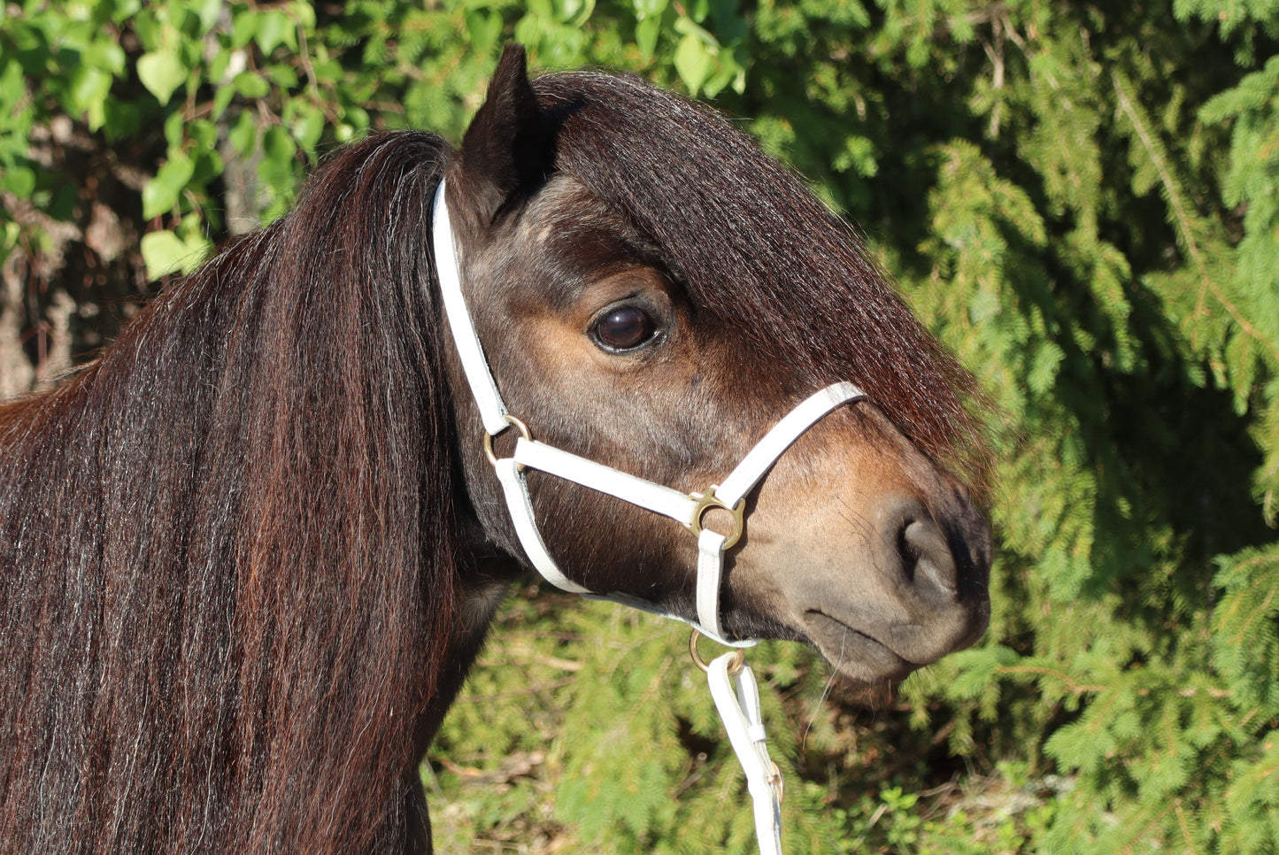 Foal halter "Jackpot" white