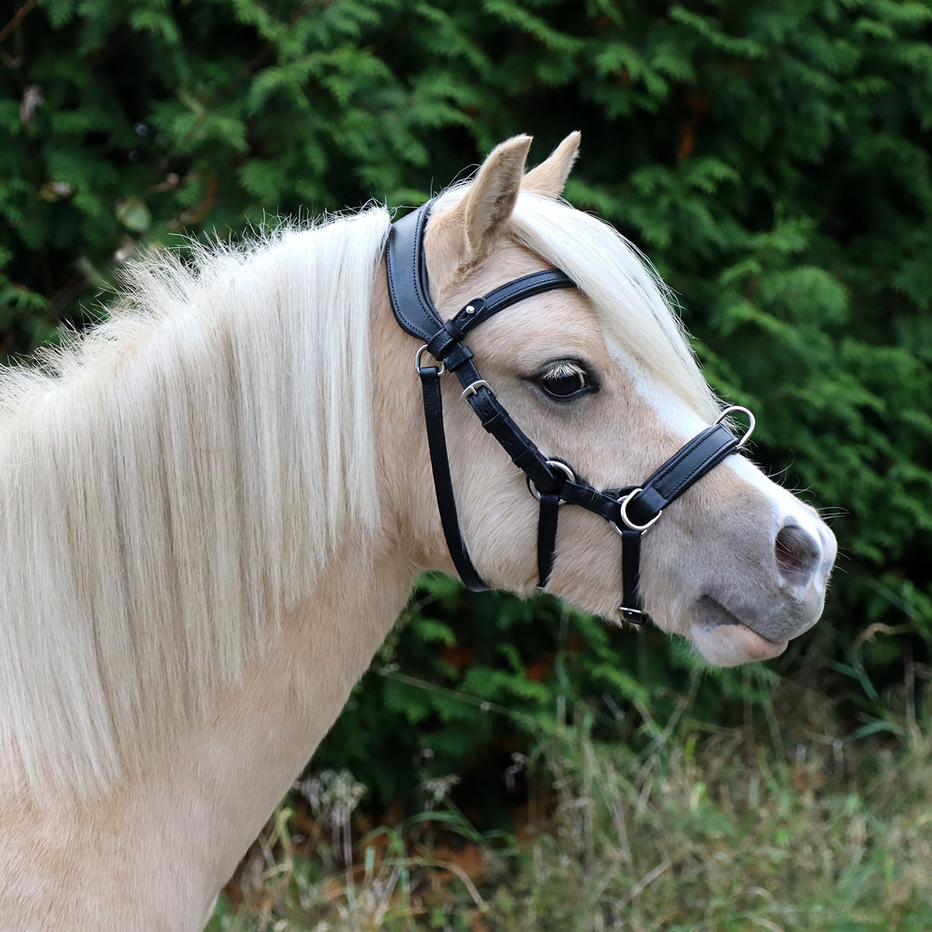 Bettlöst kapsonträns "Tess Cavesson", svart med tre ringar