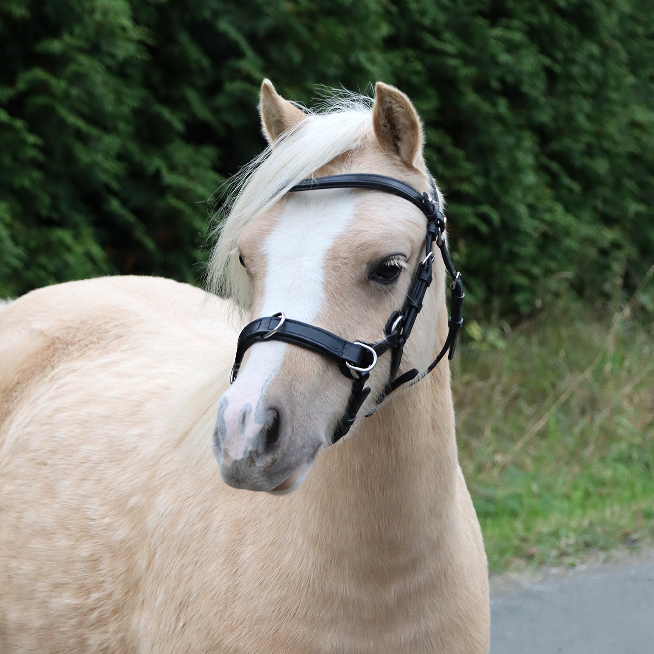 Bettlöst kapsonträns "Tess Cavesson", svart med tre ringar