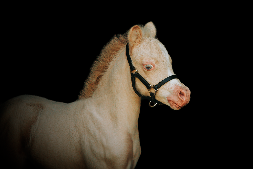 Outlet Foal halter "Jackpot" black