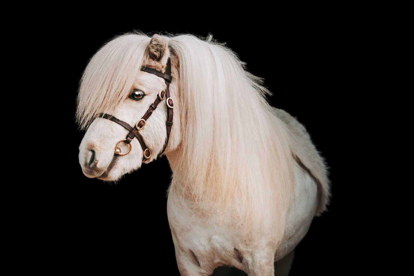Outlet Bridle "Indigo" brown with gold buckles