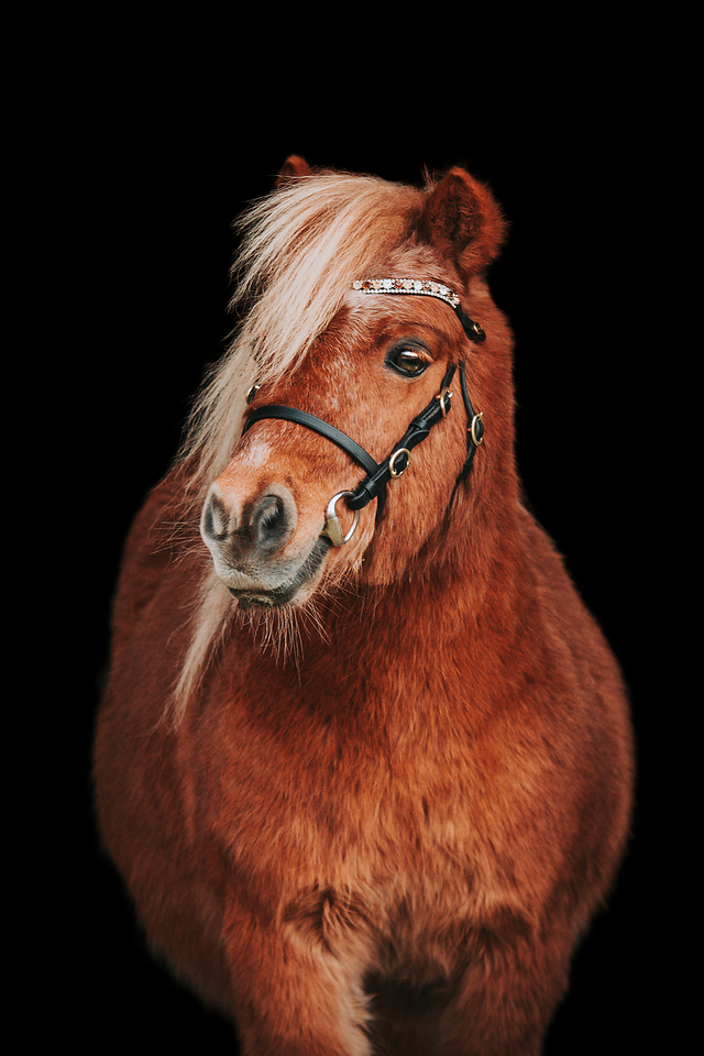 Träns "Indigo" svart med guldfärgade spännen