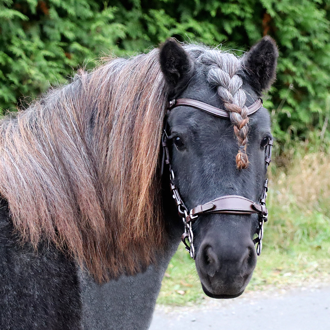 Nosdel med hakrem till hackamore, brun