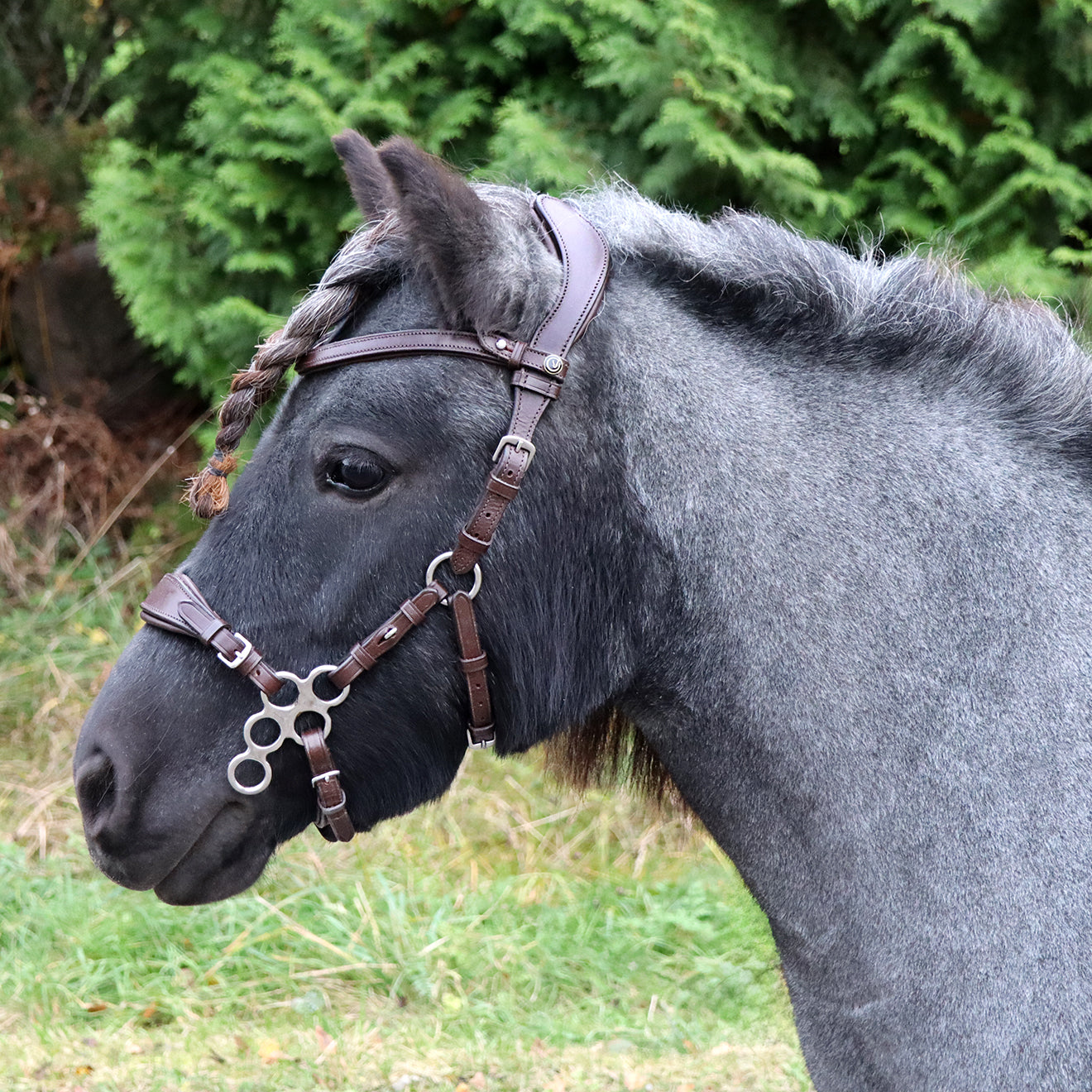 Hackamoreträns "Chamsin" brun