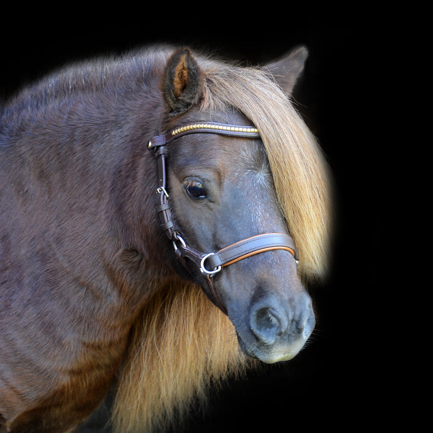 Browband brown "Classic Gold"