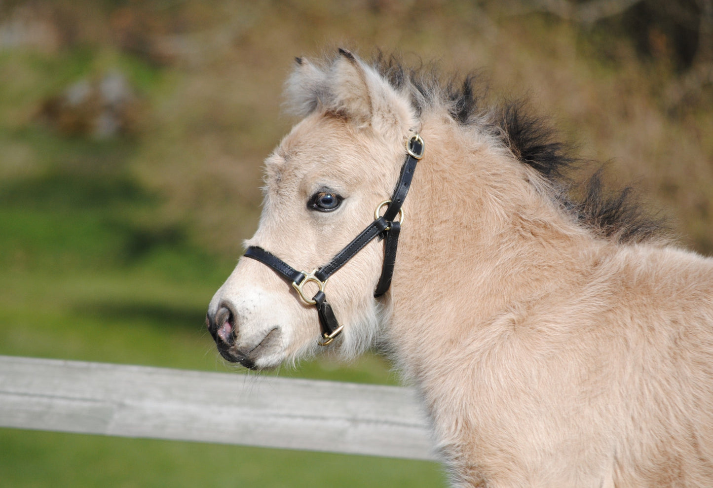 Outlet Foal halter "Jackpot" black
