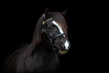 Upload image for gallery view, Show halter &quot;Honey&quot; black
