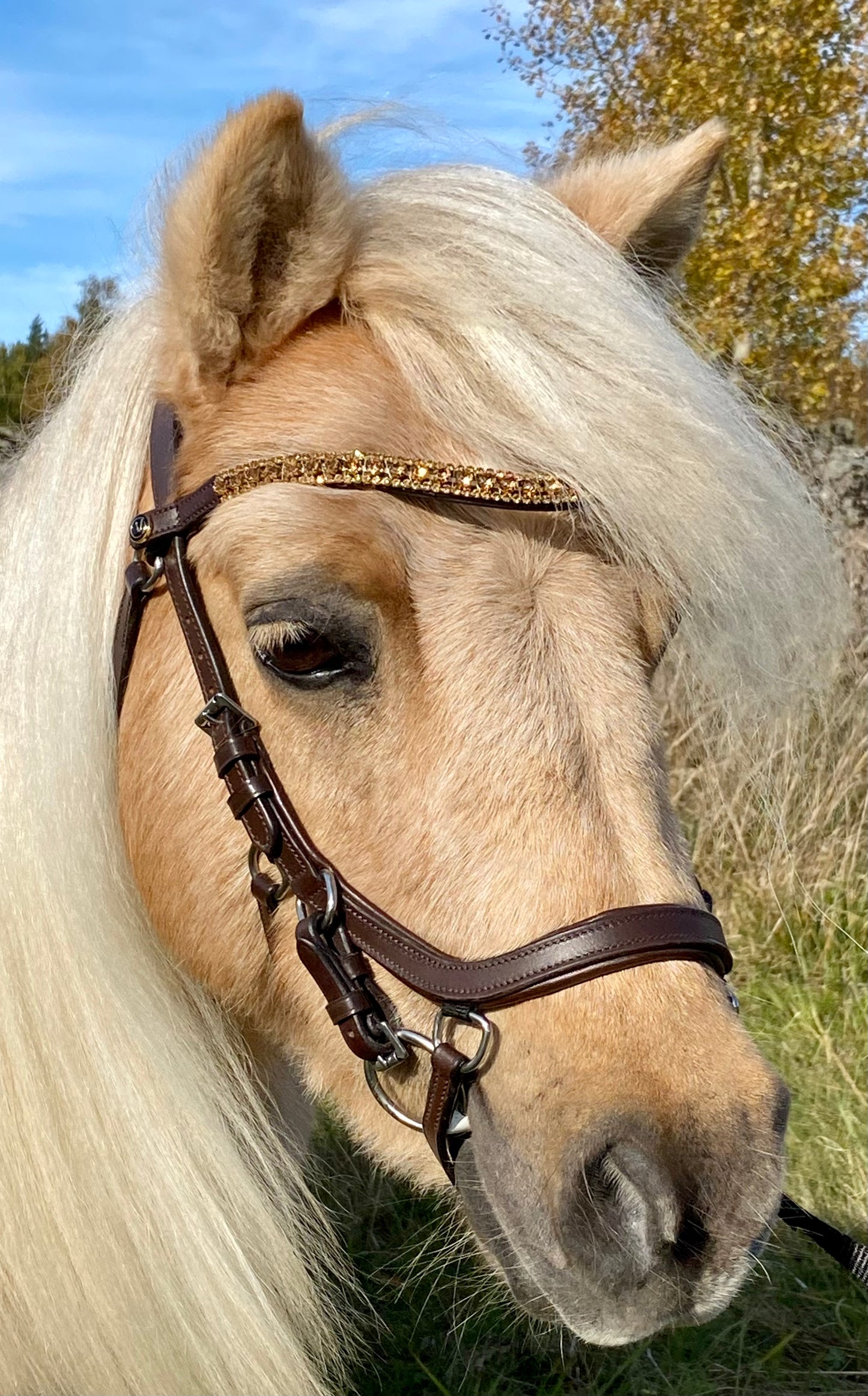 Browband "Gold Sparkle"